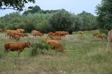 W Grecji przez lata wyłudzano unijne dopłaty do pastwisk. Proceder mógł kosztować UE nawet 45 mln euro rocznie. Jak działał mechanizm oszustw i kto próbował go tuszować?