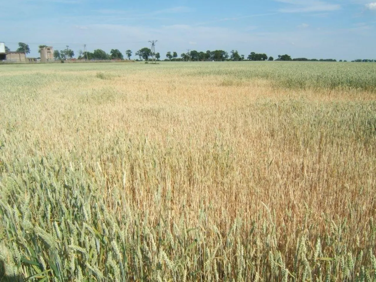 susza rolnicza w zbożach