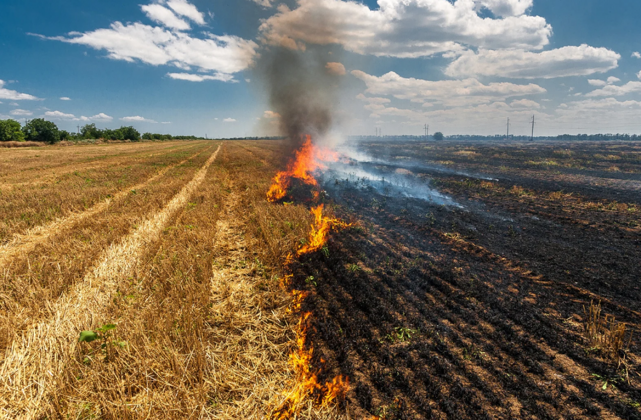 wypalanie traw grozi brakiem dopłat