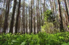 Kiedy Lasy Państwowe mają prawo pierwokupu gruntu?