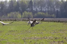 Szkody w oziminach wyrządzone przez przelatujące gęsi, łabędzie czy żurawie należy zgłaszać do Urzędu Marszałkowskiego i RDOS.