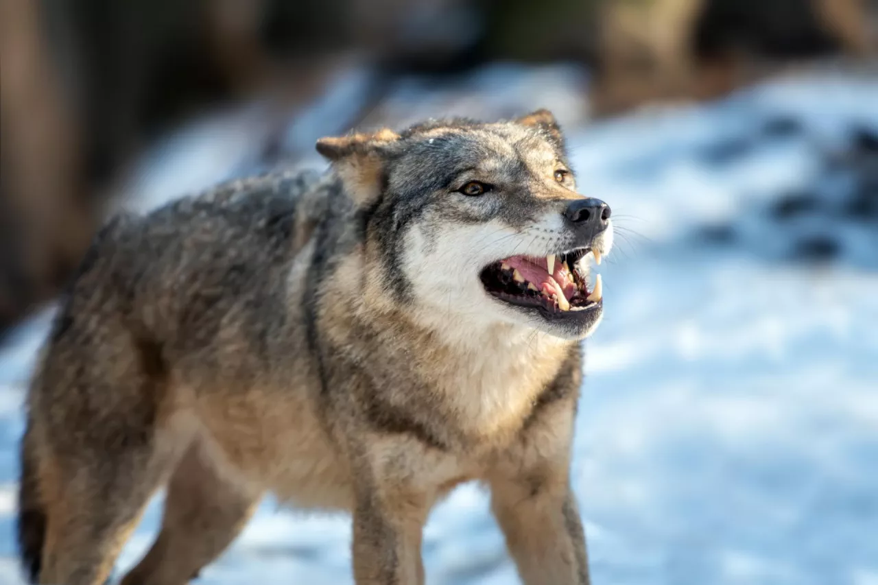 Fotografia wilka szarego na tle zaśnieżonego krajobrazu. Wilk odsłania kły, co podkreśla jego dziką naturę i dominującą pozycję w ekosystemie. Naturalne światło podkreśla szczegóły futra i intensywność spojrzenia drapieżnika.