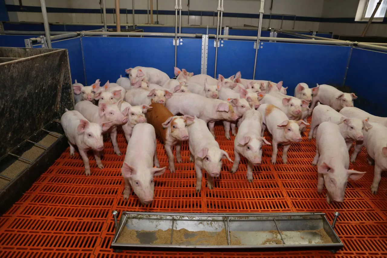 By zapobiec biegunkom, do mieszanek dla prosiąt wprowadza się wyselekcjonowane źródła nierozpuszczalnych frakcji włókna pokarmowego zazwyczaj w postaci lignocelulozy.