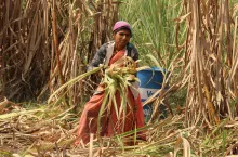 Hinduska rolniczka pracująca na plantacji trzciny cukrowej, zbierająca liście rośliny. W Indiach trzcina cukrowa jest jednym z kluczowych produktów rolnych, a jej uprawa stanowi ważne źródło dochodu dla milionów rolników.