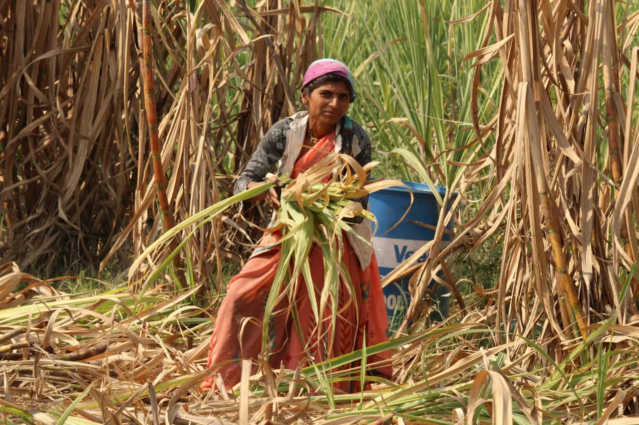 Hinduska rolniczka pracująca na plantacji trzciny cukrowej, zbierająca liście rośliny. W Indiach trzcina cukrowa jest jednym z kluczowych produktów rolnych, a jej uprawa stanowi ważne źródło dochodu dla milionów rolników.