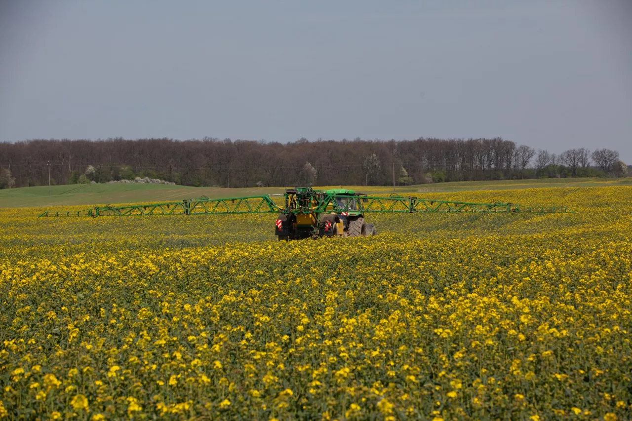 Opryskiwanie rzepaku w fazie początku kwitnienia