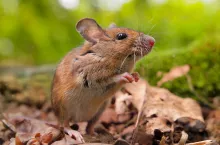 The Eurasian Pygmy Shrew is one of the smallest mammals in the world