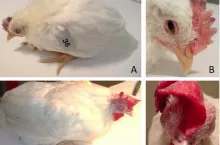 Objawy rzekomego pomoru drobiu