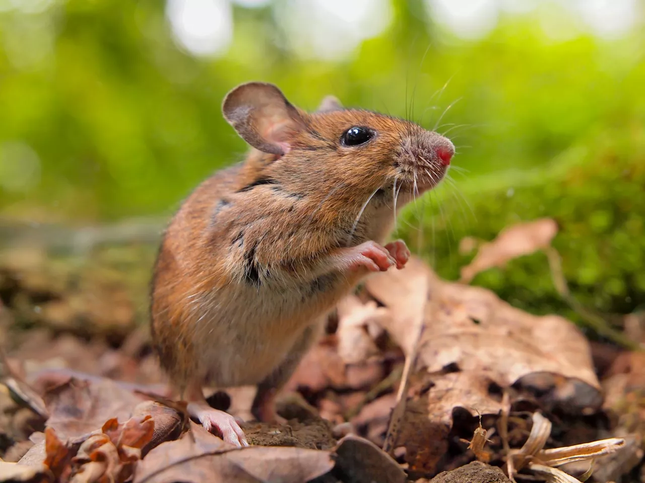 The Eurasian Pygmy Shrew is one of the smallest mammals in the world