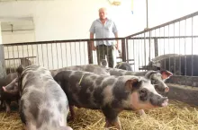 Andrzej Kołtun, hodowca świń rasy puławskiej