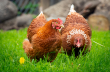 Ceny kur niosek w 2025 r.