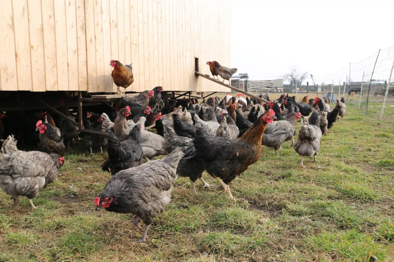 jaja pastwiskowe, lubuskie angusowo, kury na pastwisku