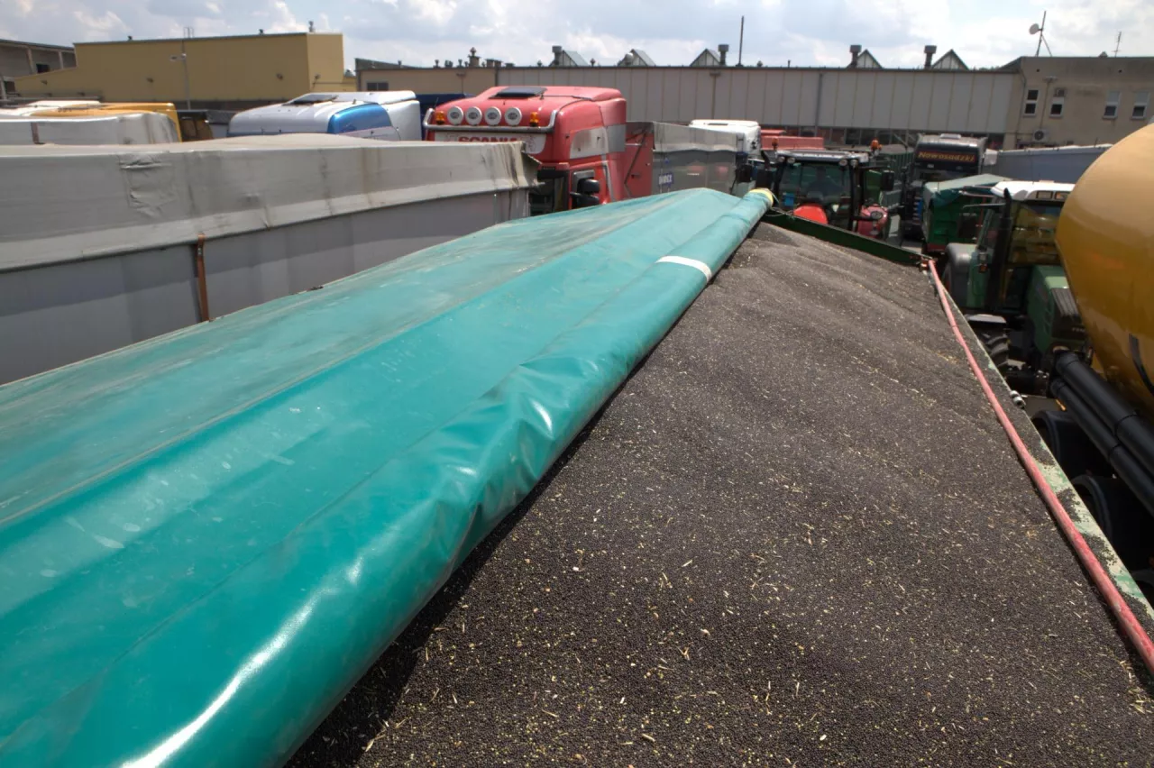 Skup rzepaku plac przed zakładem przetwórczym w Wielkopolsce
