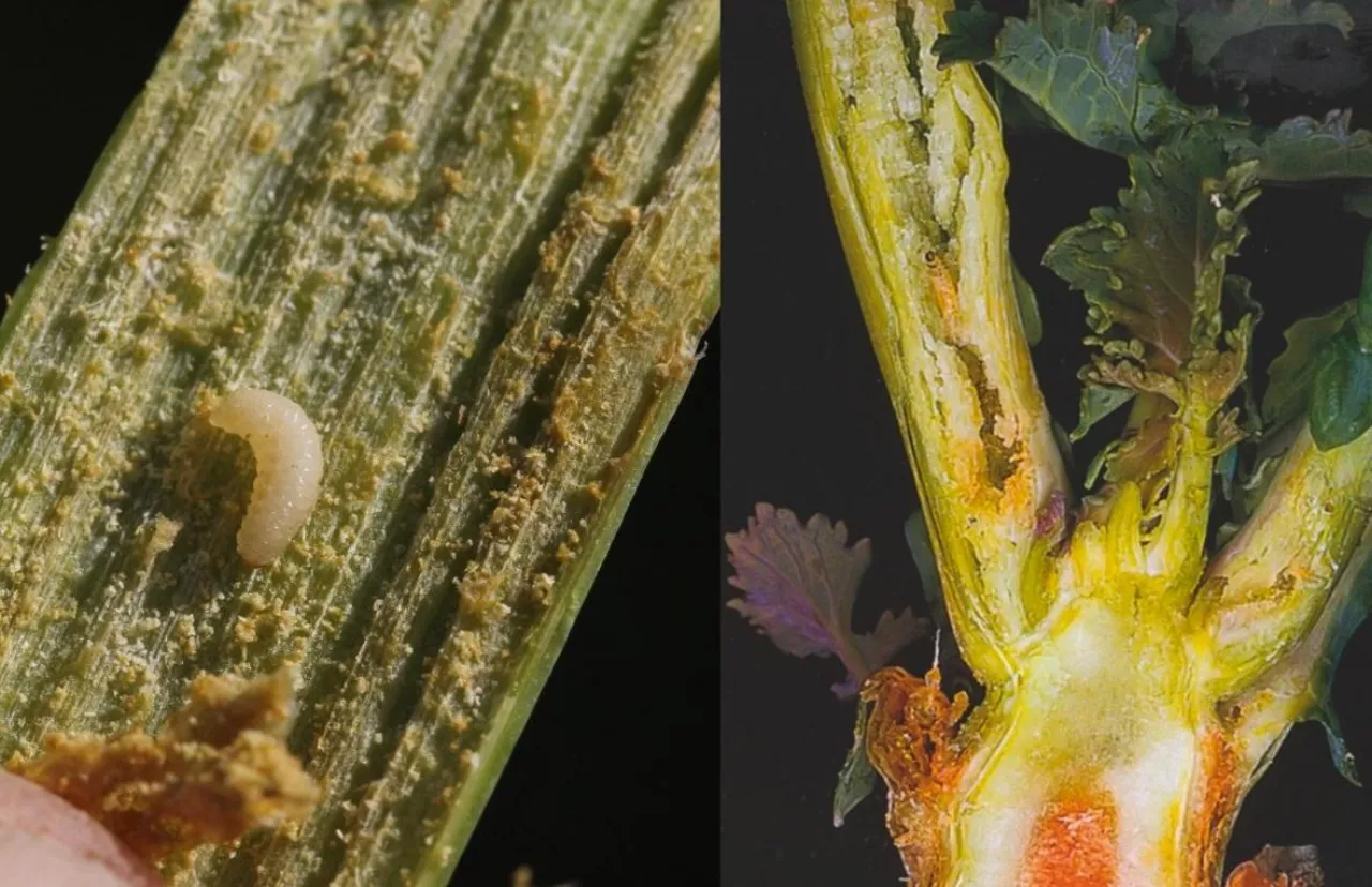 larwy chowacza i pchełki