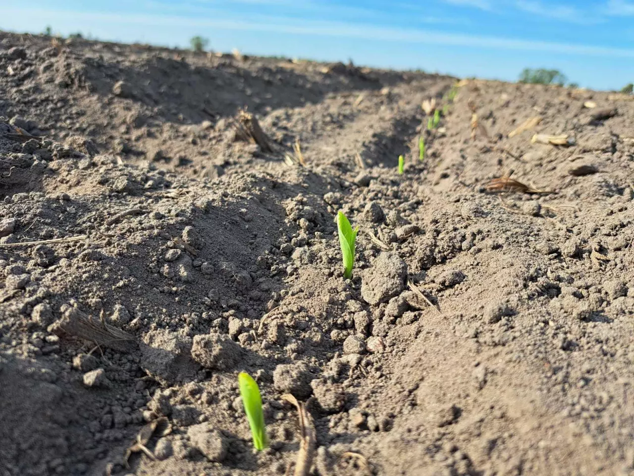 Technika, pokaz siewu kukurydzy Młodzikowo,Vaderstad Tempo WSX, Kverneland Optima SX Geoforce, Horsch Maestro AutoForce, głebokość siewu kukurydzy, stała głebokość siewu kukurydzy, docisk hydrauliczny, wschody kukurydzy, siewki kukurydzy, szpilkująca kukurydza