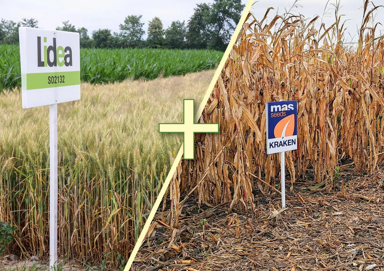 Lidea Euralis + Maisadour łączenie