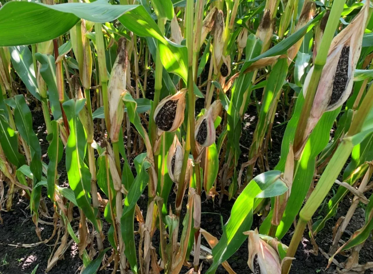 Głownia pyląca kukurydzy