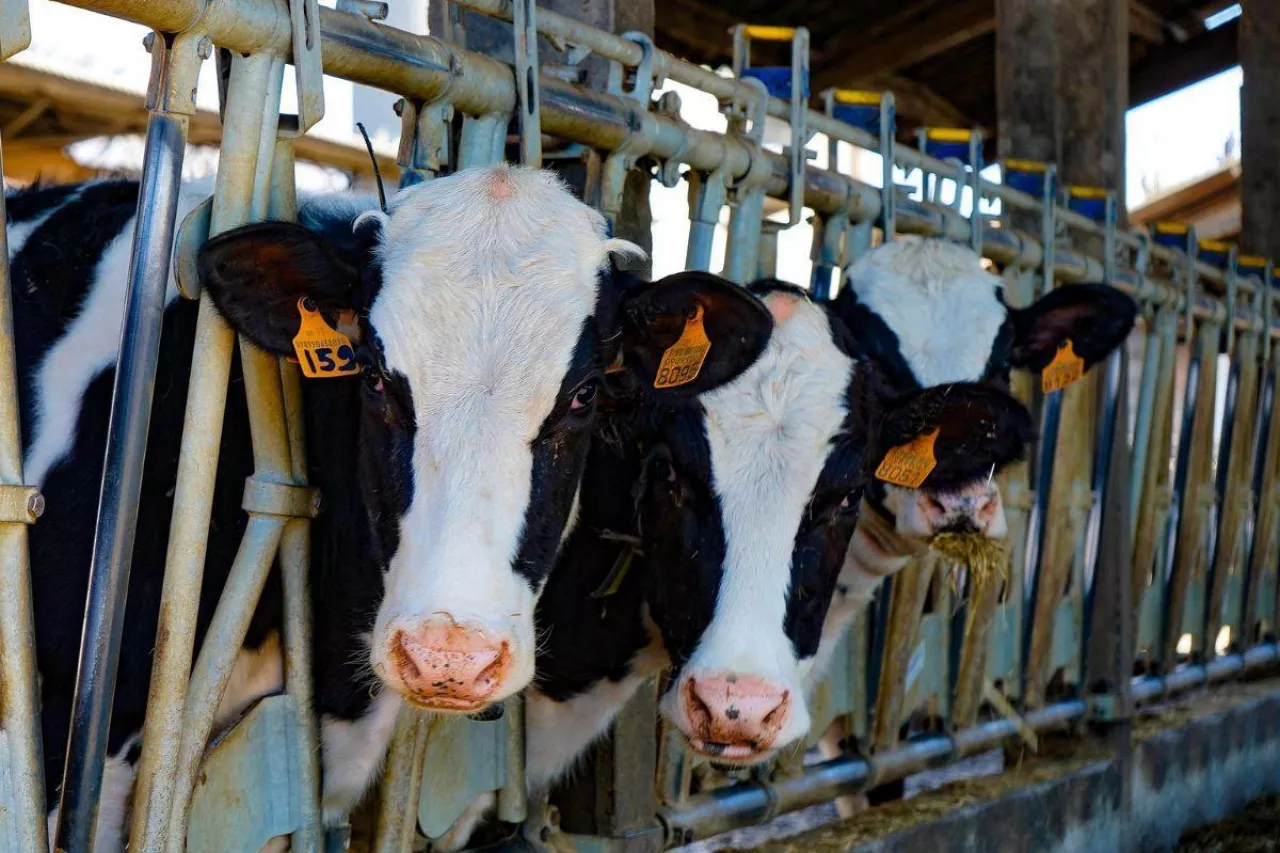 Na Węgrzech wykryto dwa nowe ogniska pryszczycy w dużych gospodarstwach mlecznych.