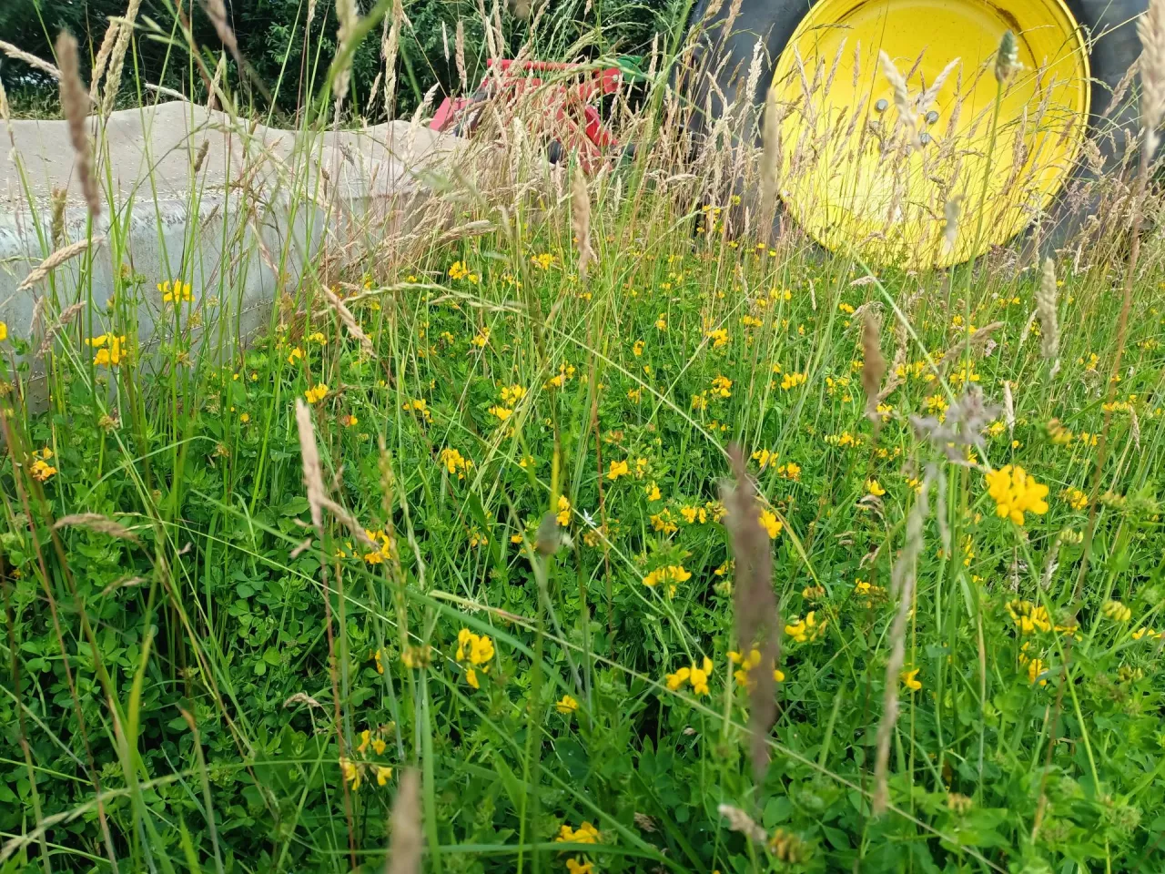 TUZ, trwałe użytki zielone, łąka