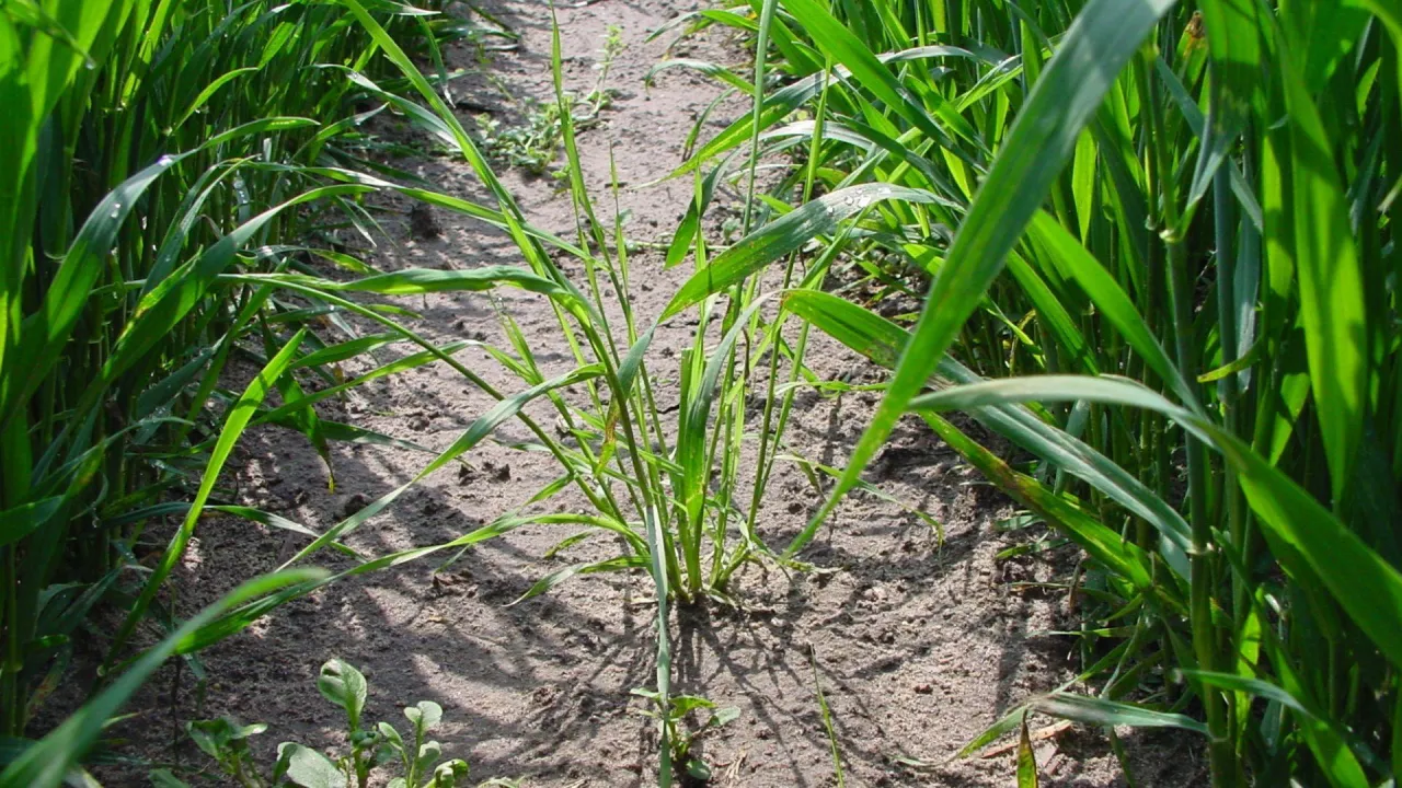 Oprysk na miotłę zbożową wiosną — jaki herbicyd wybrać do zwalczania miotły?