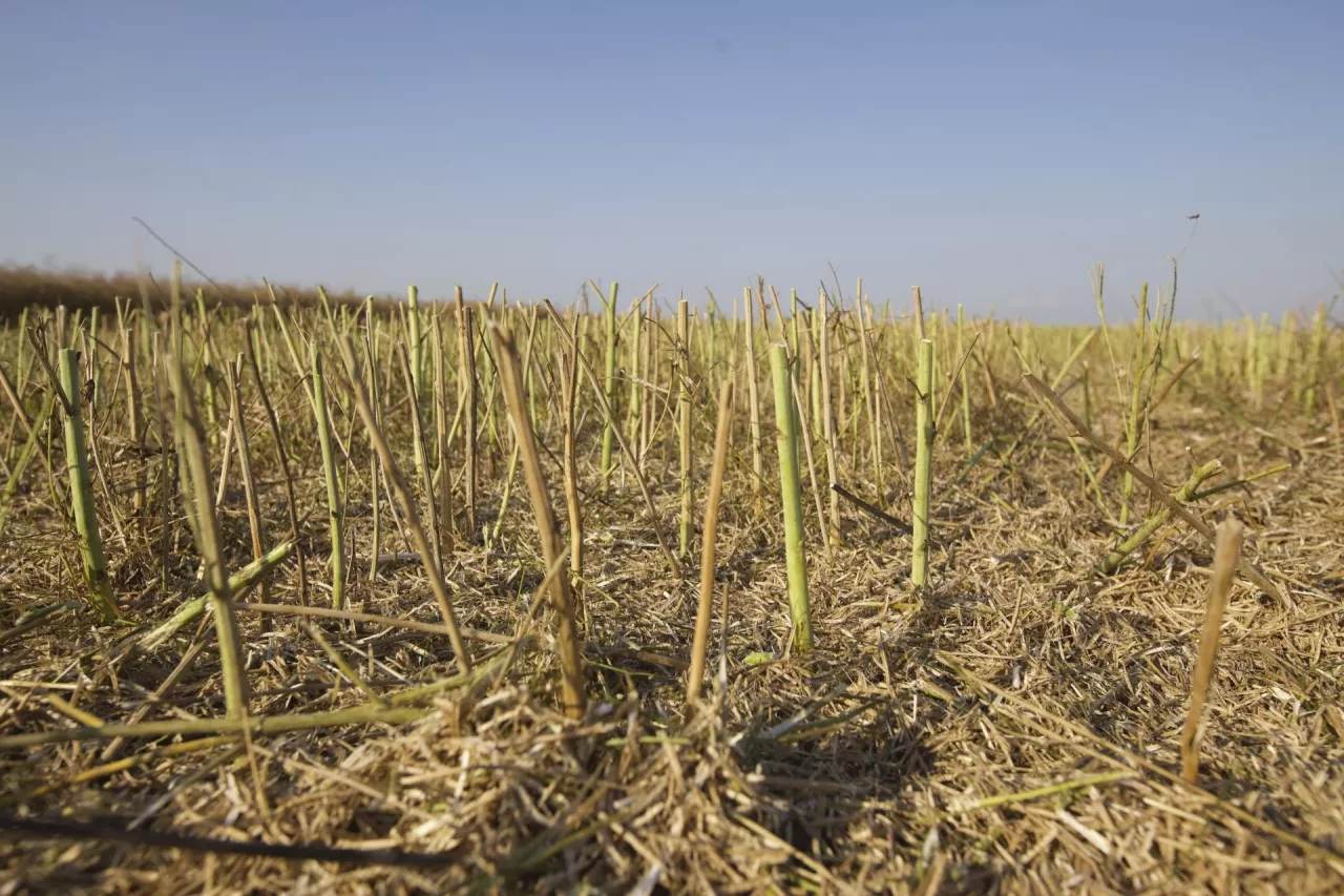 Skoszony rzepak na polu