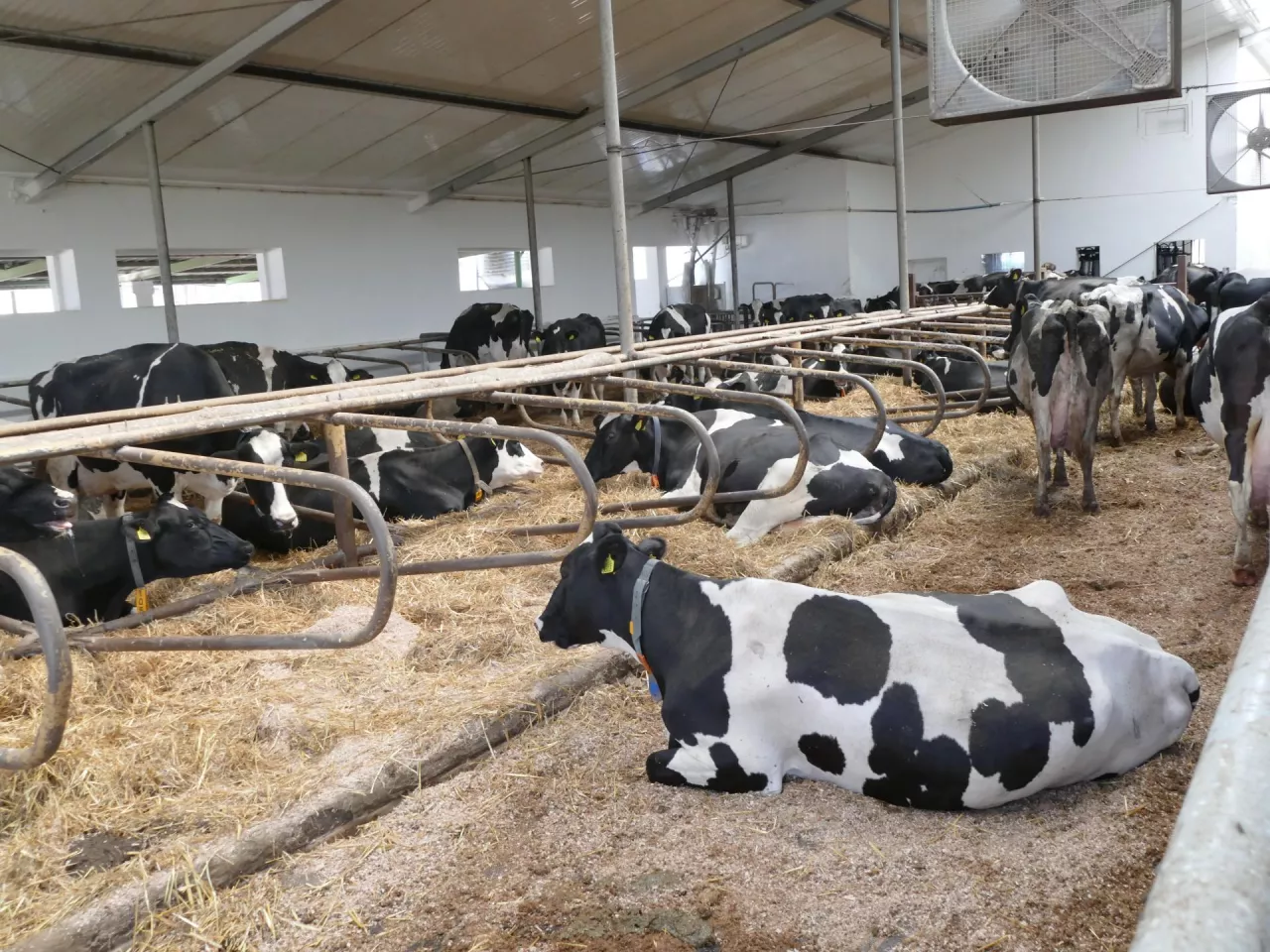 W związku z nowymi ogniskami pryszczycy MRiRW ogranicza przewóz zwierząt.