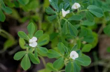 1. Kwiaty kozieradka ma typowe motylkowe, osadzone w kątach liści po 1–2 szt. 2. Nasiona są dość duże, ale nieco mniejsze od nasion wyki ozimej, o MTN ok. 25–30 g. Mają graniasty kształt, dzięki czemu po wymieszaniu trudniej rozwarstwiają się w mieszance. 3. Liście kozieradki najbardziej przypominają trójlistki lucerny. 4. Od kształtu strąków pochodzi nazwa kozieradki.
5. Korzenie wytwarza cienkie, ale mocne i stosunkowo głębokie.