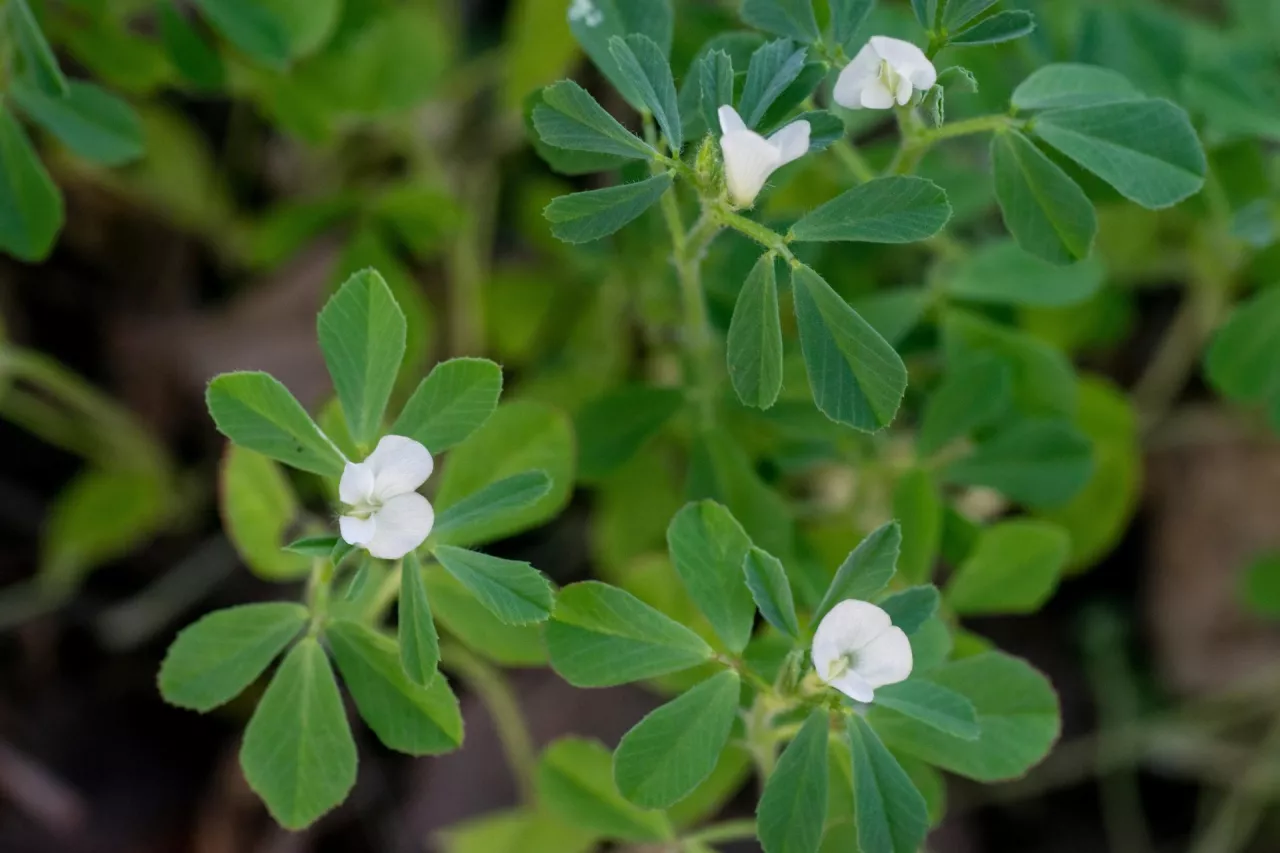 1. Kwiaty kozieradka ma typowe motylkowe, osadzone w kątach liści po 1–2 szt. 2. Nasiona są dość duże, ale nieco mniejsze od nasion wyki ozimej, o MTN ok. 25–30 g. Mają graniasty kształt, dzięki czemu po wymieszaniu trudniej rozwarstwiają się w mieszance. 3. Liście kozieradki najbardziej przypominają trójlistki lucerny. 4. Od kształtu strąków pochodzi nazwa kozieradki.
5. Korzenie wytwarza cienkie, ale mocne i stosunkowo głębokie.