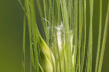 Zamieranie szczytowych kłosków na kłosie jęczmienia