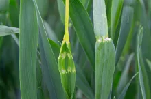 Ploniarka zbożówka - objawy żerowania na pszenicy ozimej