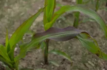 Fioletowienie liści kukurydzy na skutek zablokowania pobierania fosforu