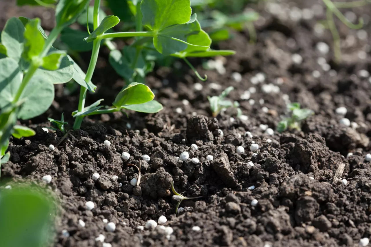 Wapno granulowane zastosowane pogłównie