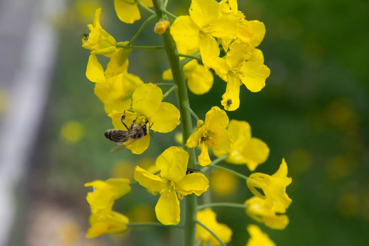 Pszczoła na kwiatach rzepaku i chrząszcze chowacza podobnika