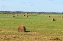 łąka na glebie organicznej Dolina Noteci fot. Bartłomiej Glina