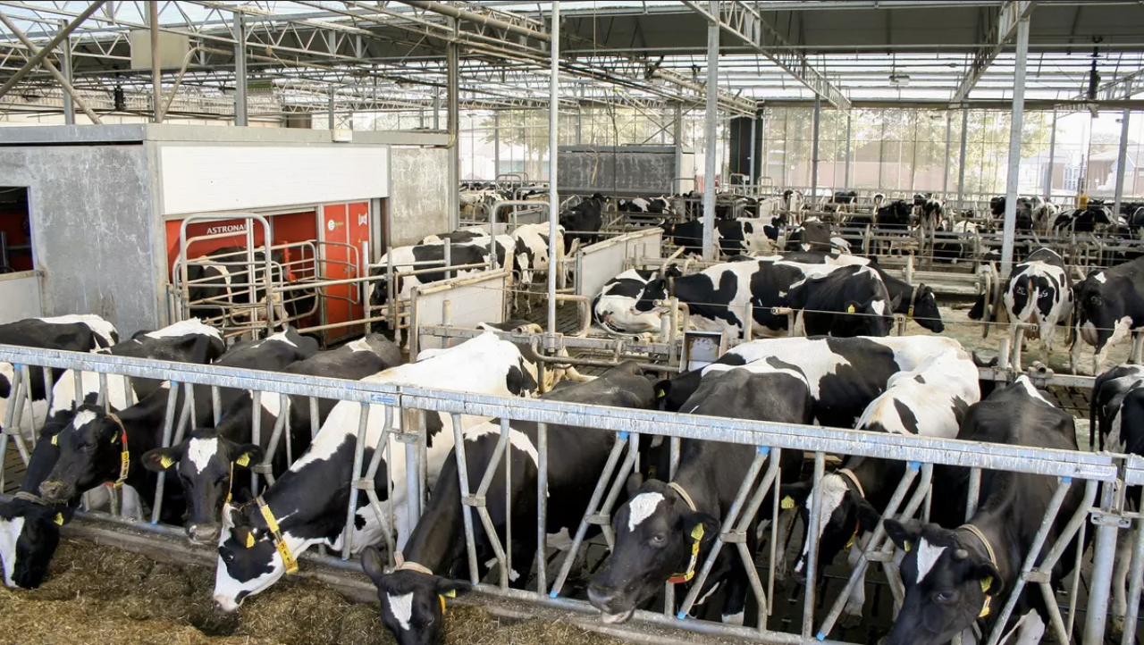 Pryszczyca nie dotarła do Polski, ale MRiRW sprawdza, czy zakłady poradzą sobie z utylizacją.