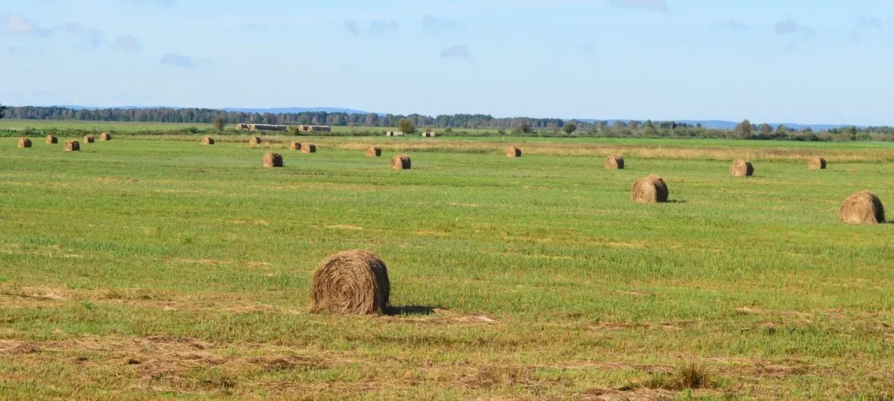 łąka na glebie organicznej Dolina Noteci fot. Bartłomiej Glina