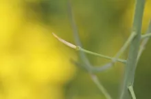 Łuszczyna rzepaku w czasie redukowania