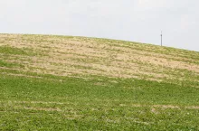 Pole buraków z małą obsada na pagórku