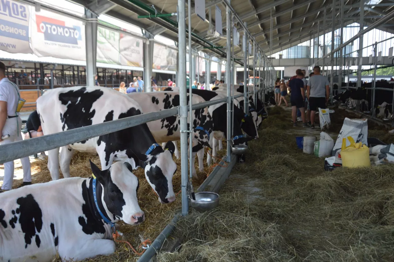 Wystawa w Szepietowie bez bydła. ”To zbyt duże ryzyko”