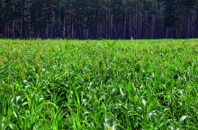 Sorgo może również poradzić sobie z lżejszymi stanowiskami jako partner mieszanki.