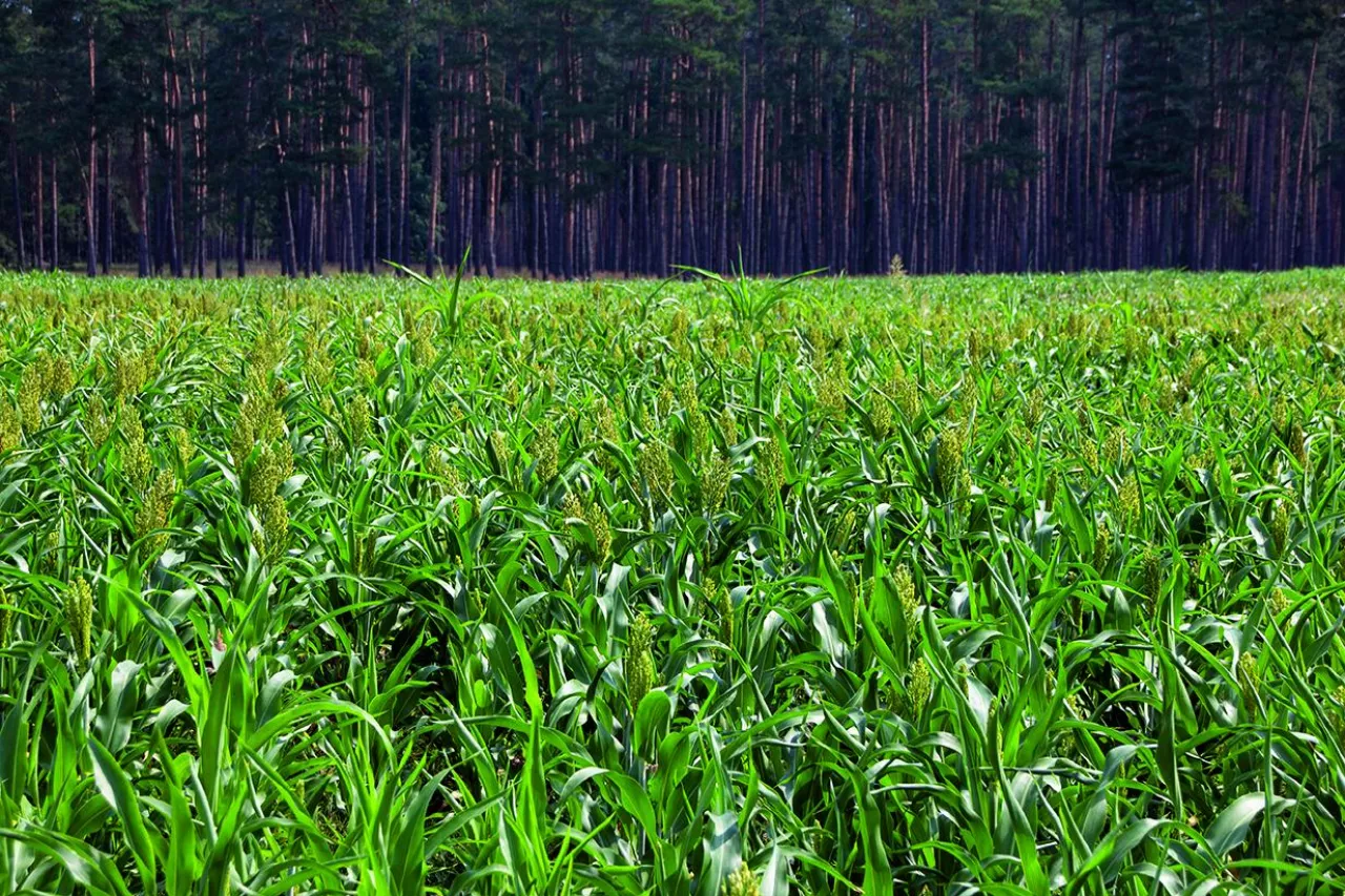 Sorgo może również poradzić sobie z lżejszymi stanowiskami jako partner mieszanki.