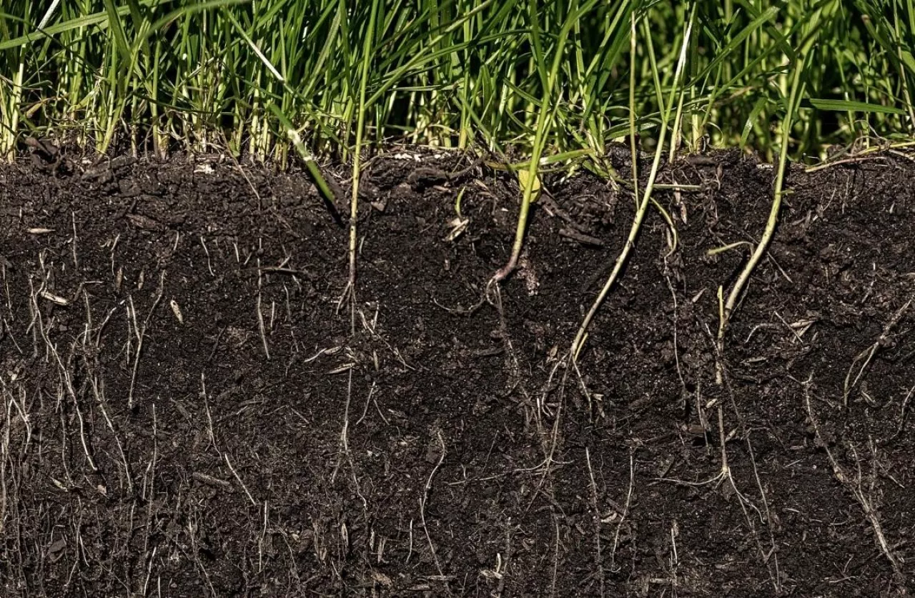 symbioza między grzybami, a roślinami uprawnymi