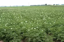 uprawa ziemniaka, rosnące ziemniaki