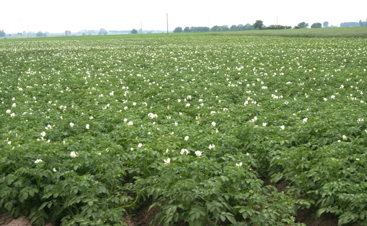 uprawa ziemniaka, rosnące ziemniaki