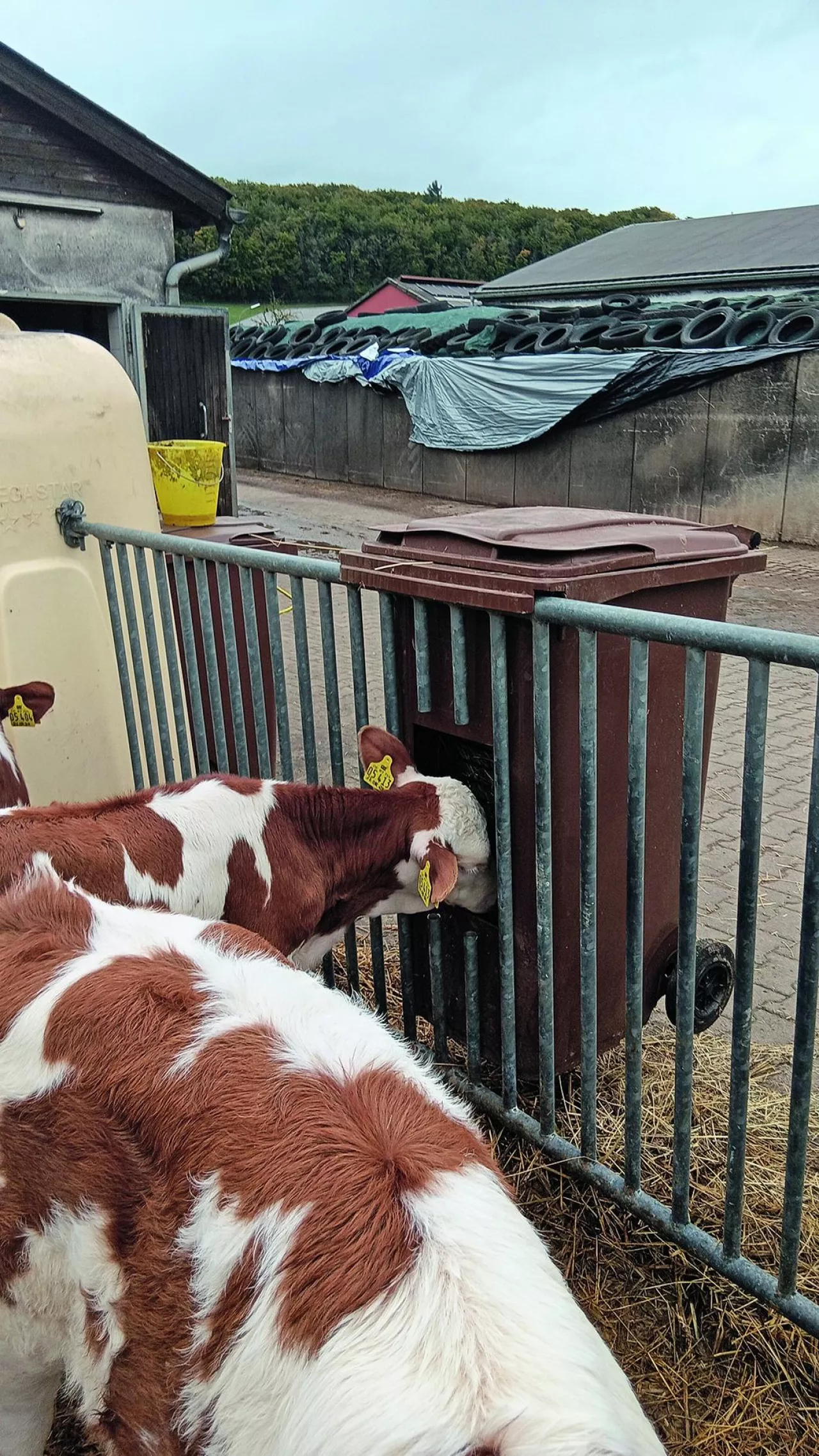 technika, tap 4/2025, wynalazki rolników, modenizacje rolników, wynalazek do obory, siano dla cieląt, pojemnik z kosza na siano