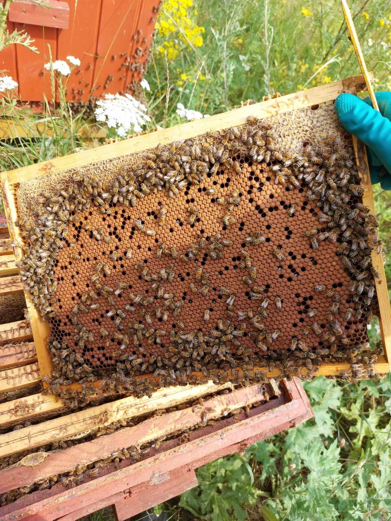 Zgnilec amerykański stanowi poważny problem 