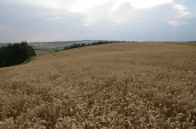 pszenica szeroka perspektywa