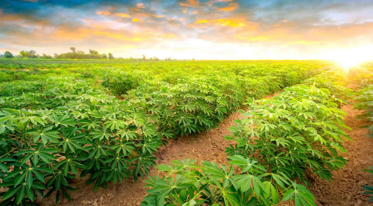 Plantacja manioku jadalnego