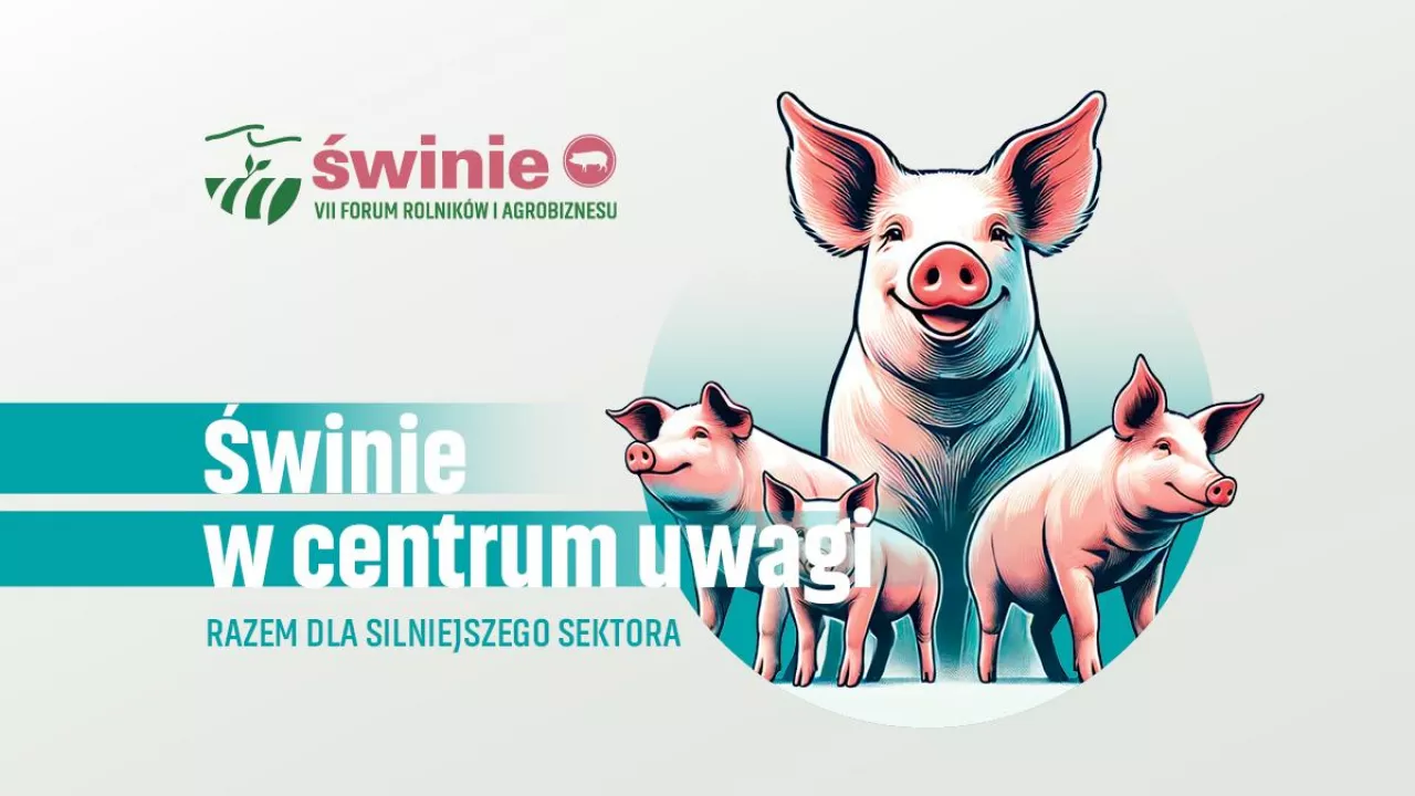 forum świnie baner