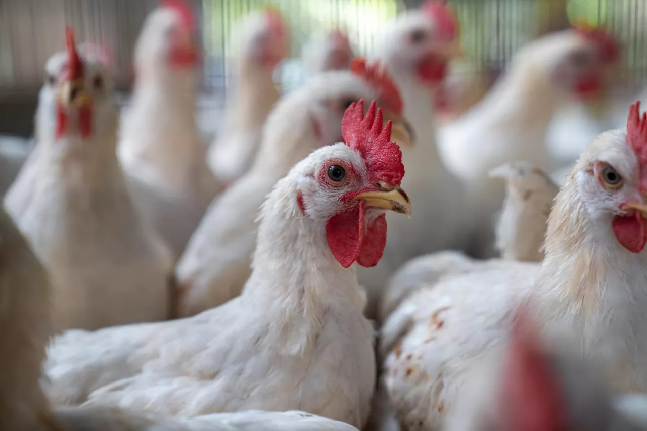 – Pragniemy stanowczo podkreślić, że doniesienia te są całkowicie nieprawdziwe i nie znajdują żadnego potwierdzenia w rzeczywistości. Nie istnieje żadne oficjalne źródło, które potwierdzałoby wprowadzenie tego zakazu, ani żadna decyzja w tej sprawie – odpowiada Krajowa Rada Drobiarstwa – Izba Gospodarcza (KRD-IG) na fake newsy dotyczące rzekomego wstrzymania eksportu drobiu z Polski do Hongkongu, które w ostatnich dniach obiegły media.